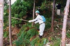 男性が木を伐採している写真
