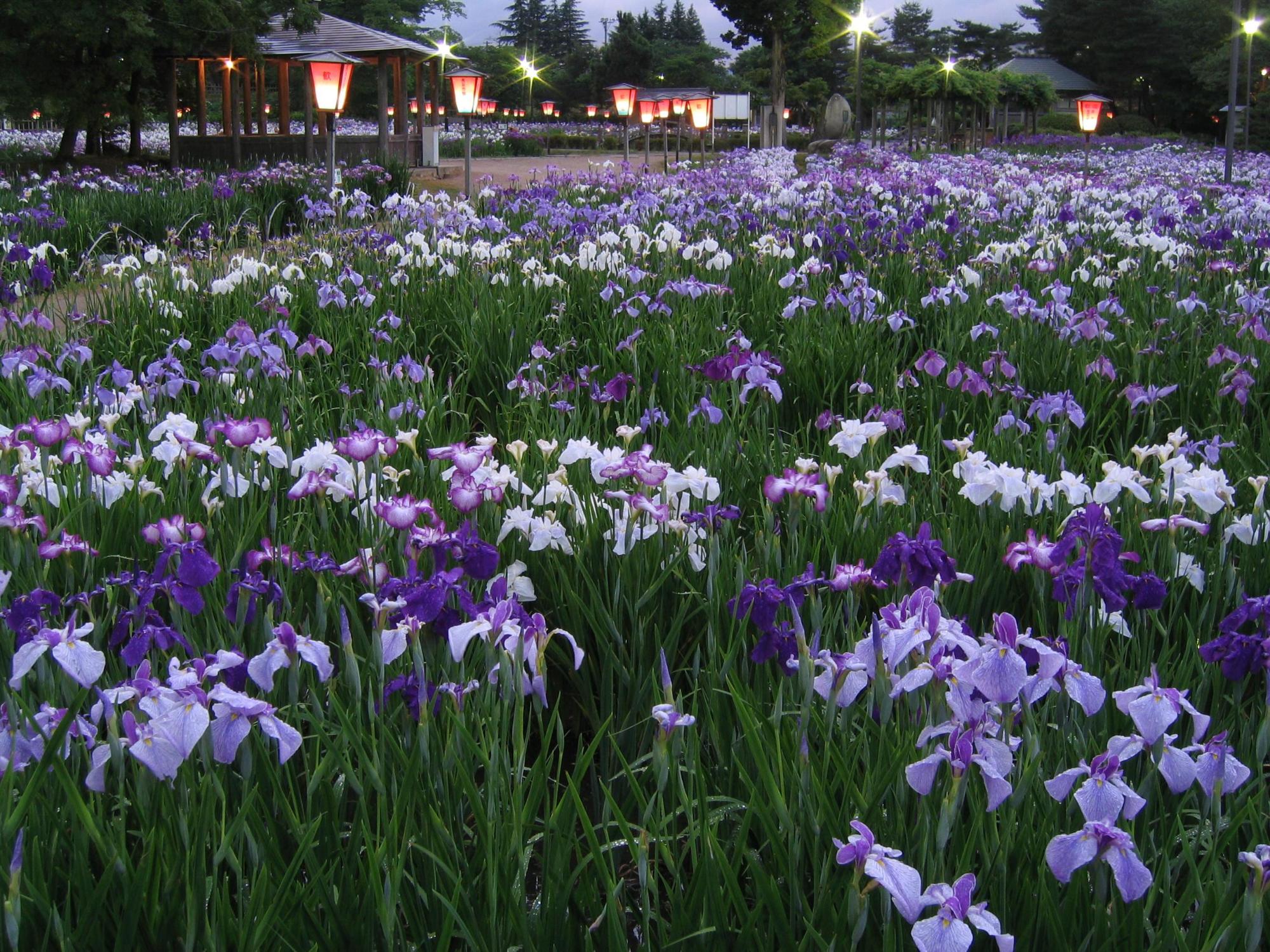あやめ公園の写真