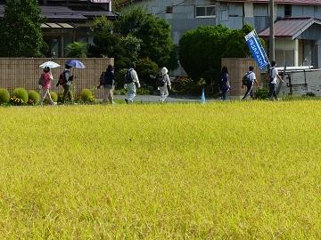 稲穂の写真