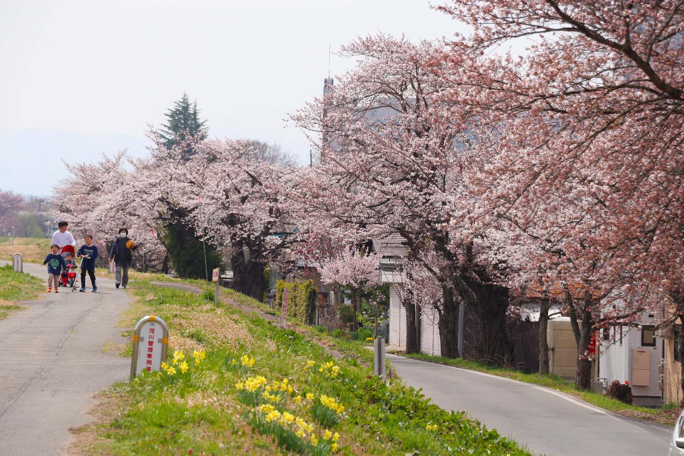 川沿いの桜の写真