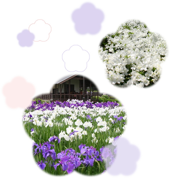 白と紫のあやめの花畑の写真