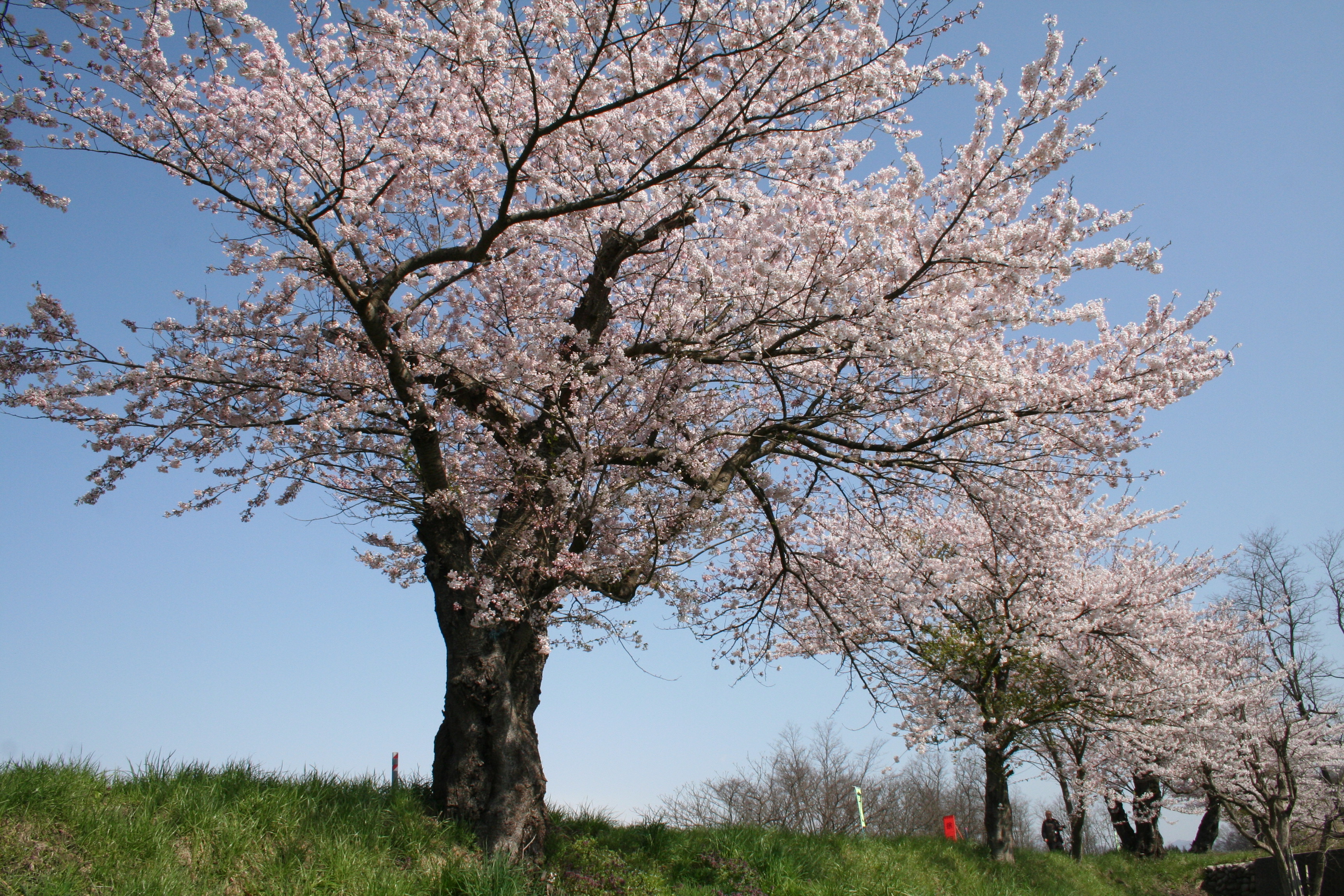 最上川堤防千本桜アルバム 長井市ホームページ