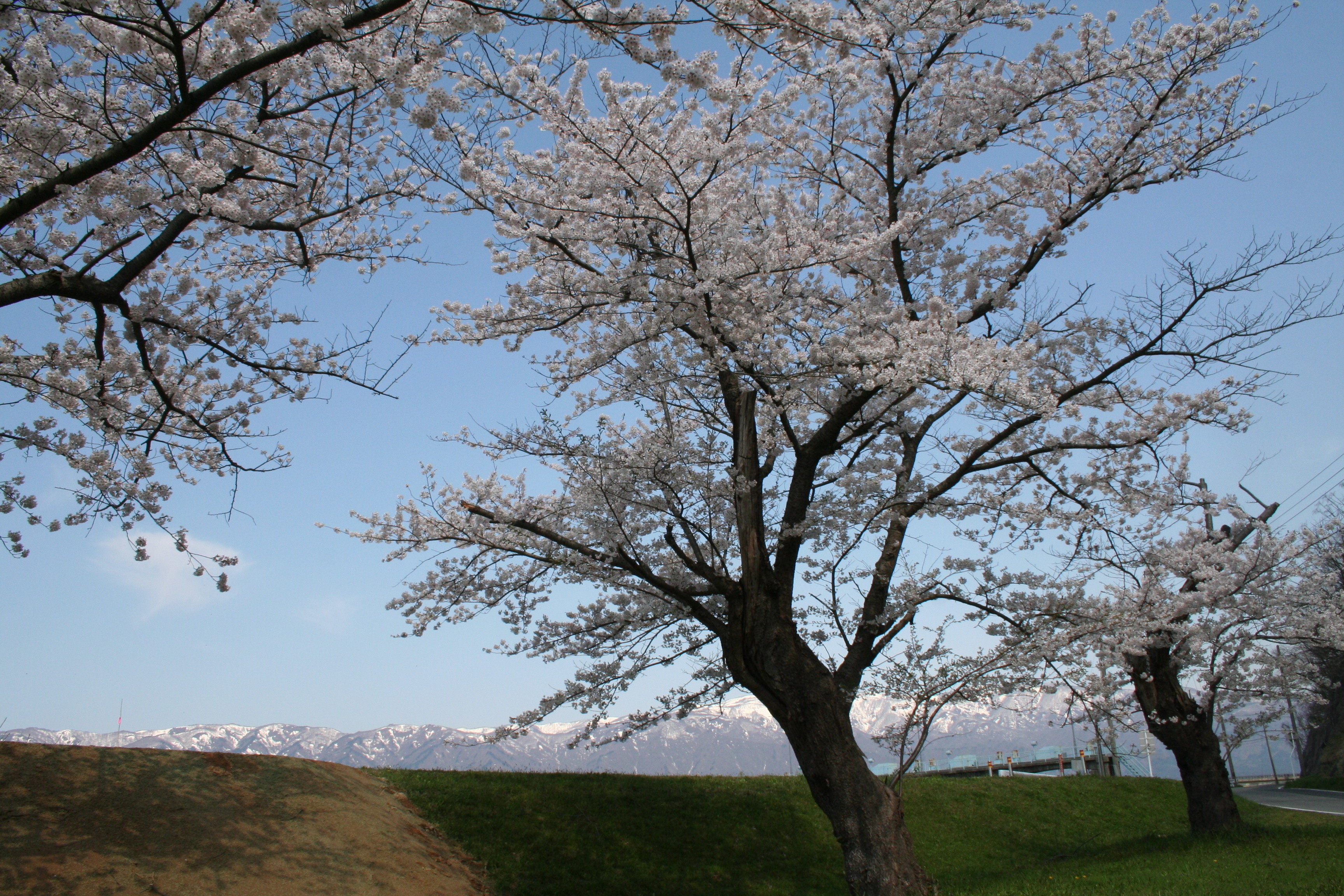 最上川堤防千本桜アルバム 長井市ホームページ