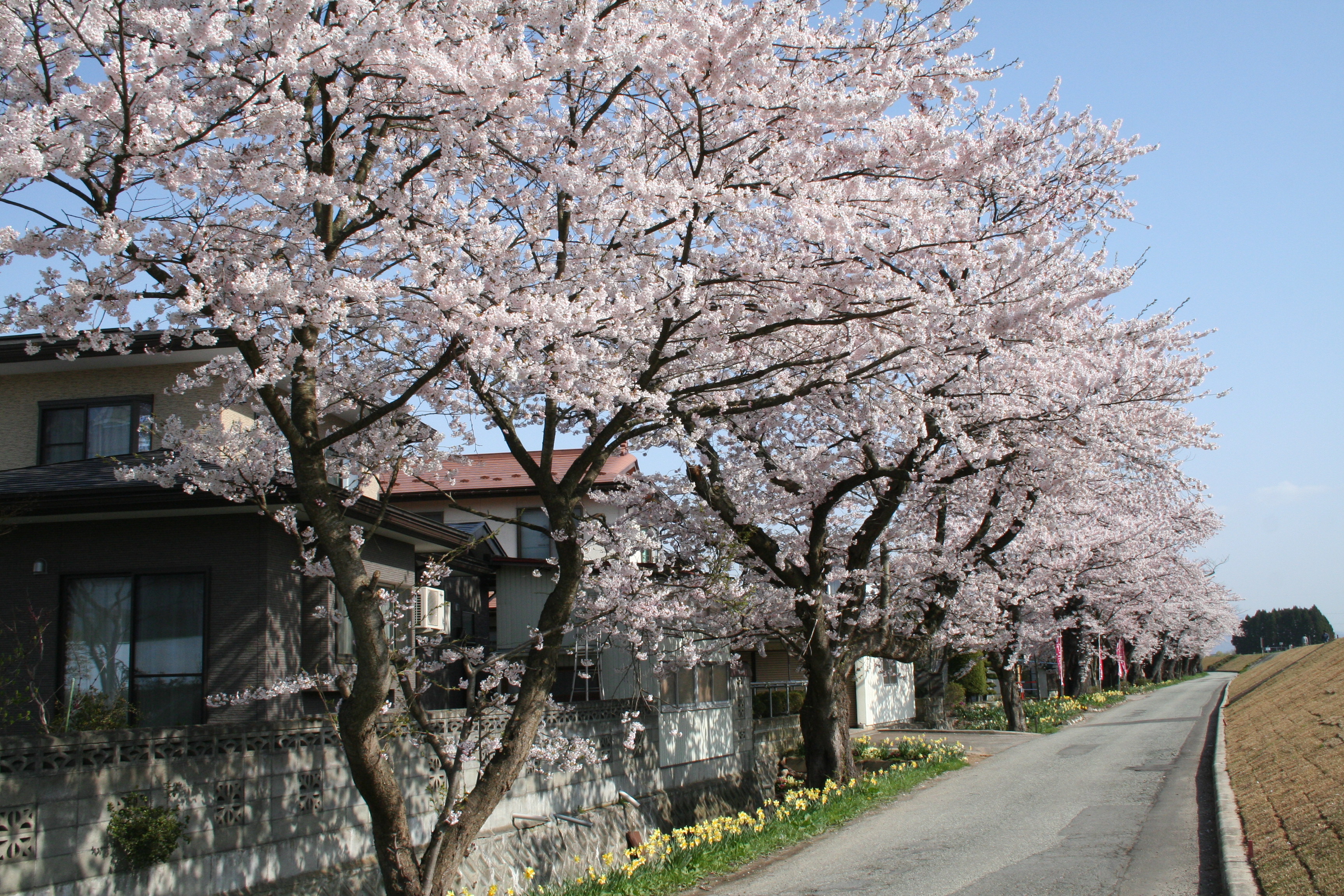 最上川堤防千本桜アルバム 長井市ホームページ