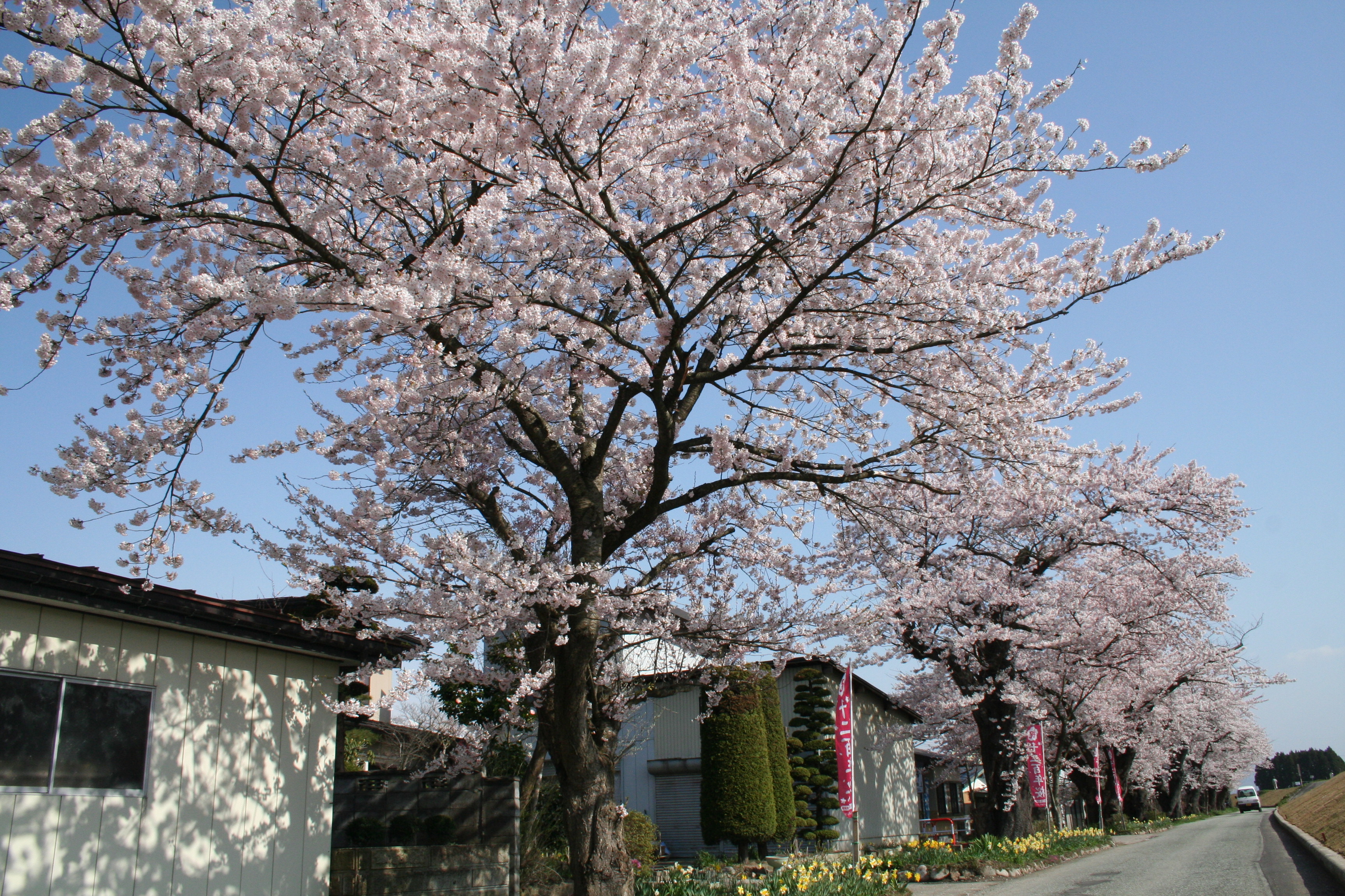 最上川堤防千本桜アルバム 長井市ホームページ