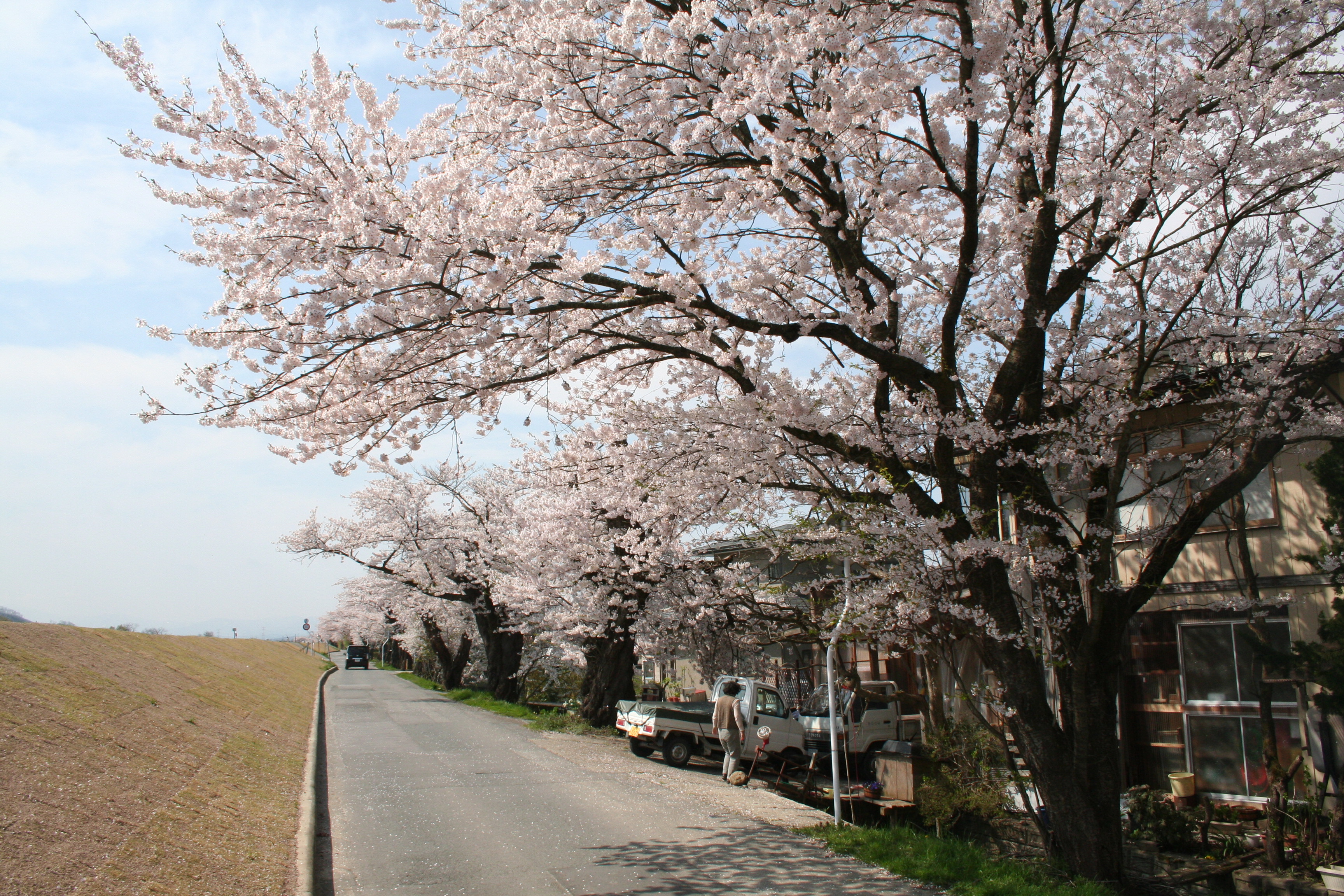 最上川堤防千本桜アルバム 長井市ホームページ