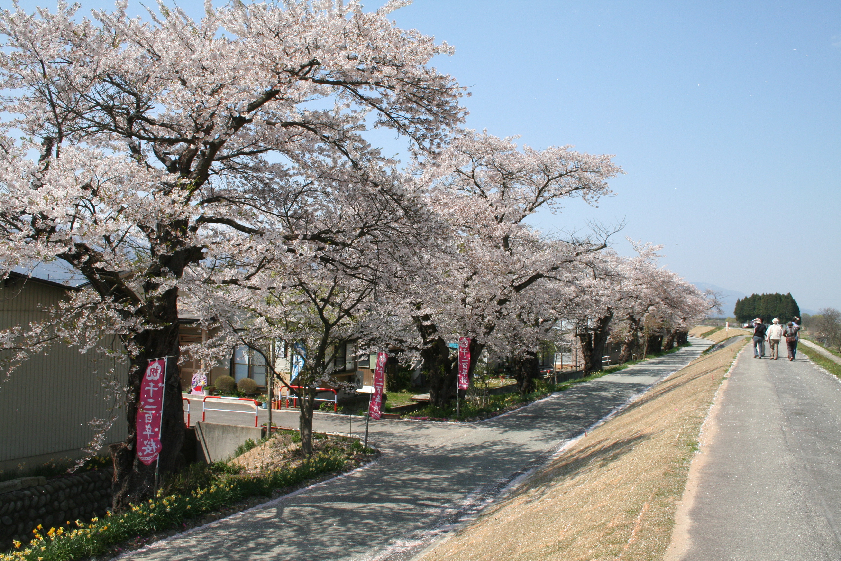 最上川堤防千本桜アルバム 長井市ホームページ