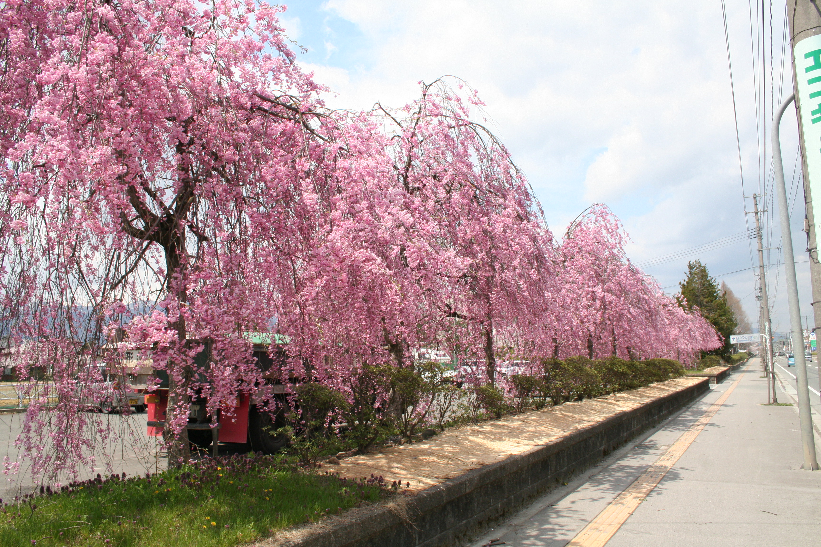 最上川堤防千本桜アルバム 長井市ホームページ