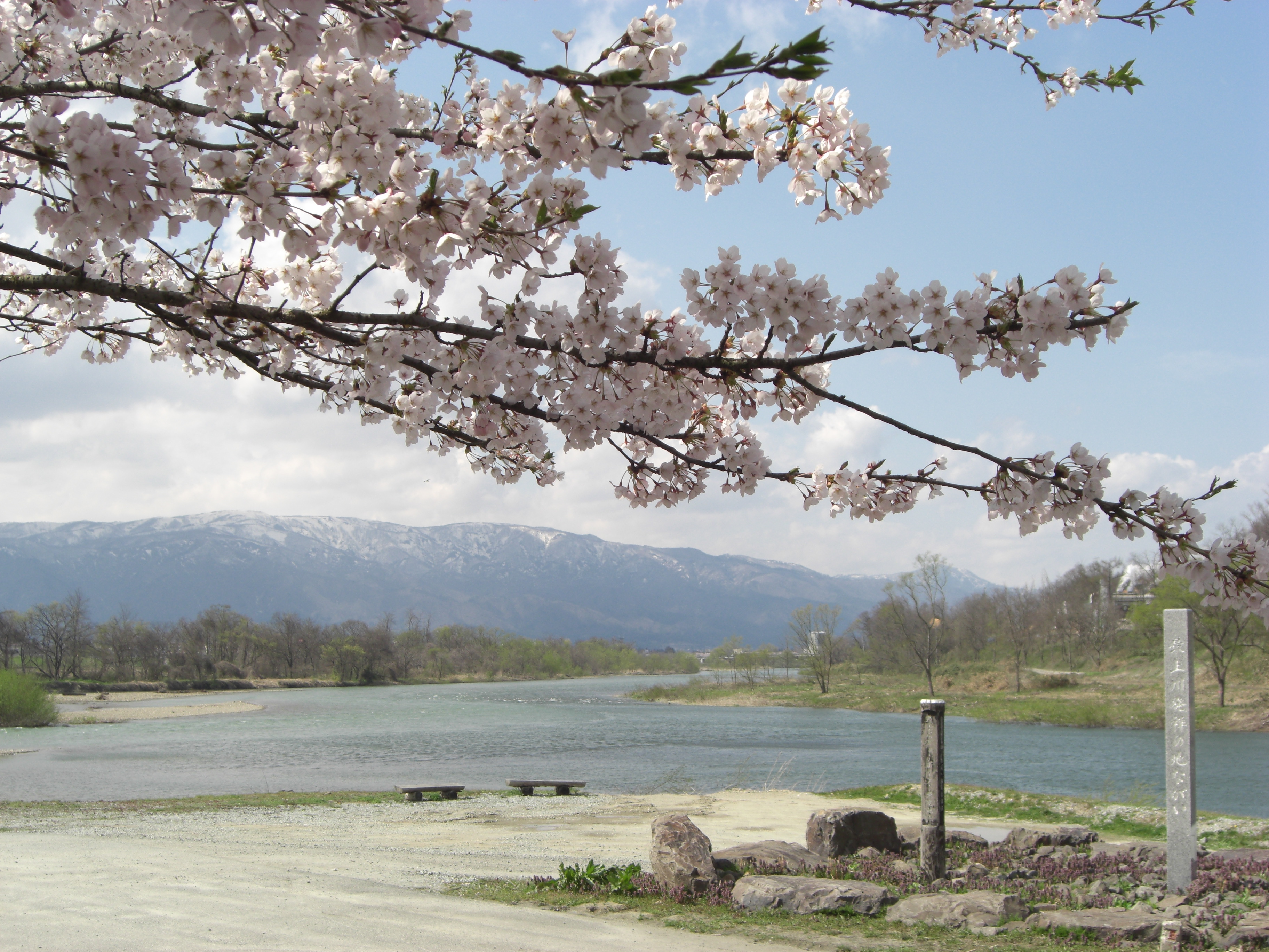 最上川堤防千本桜アルバム 長井市ホームページ