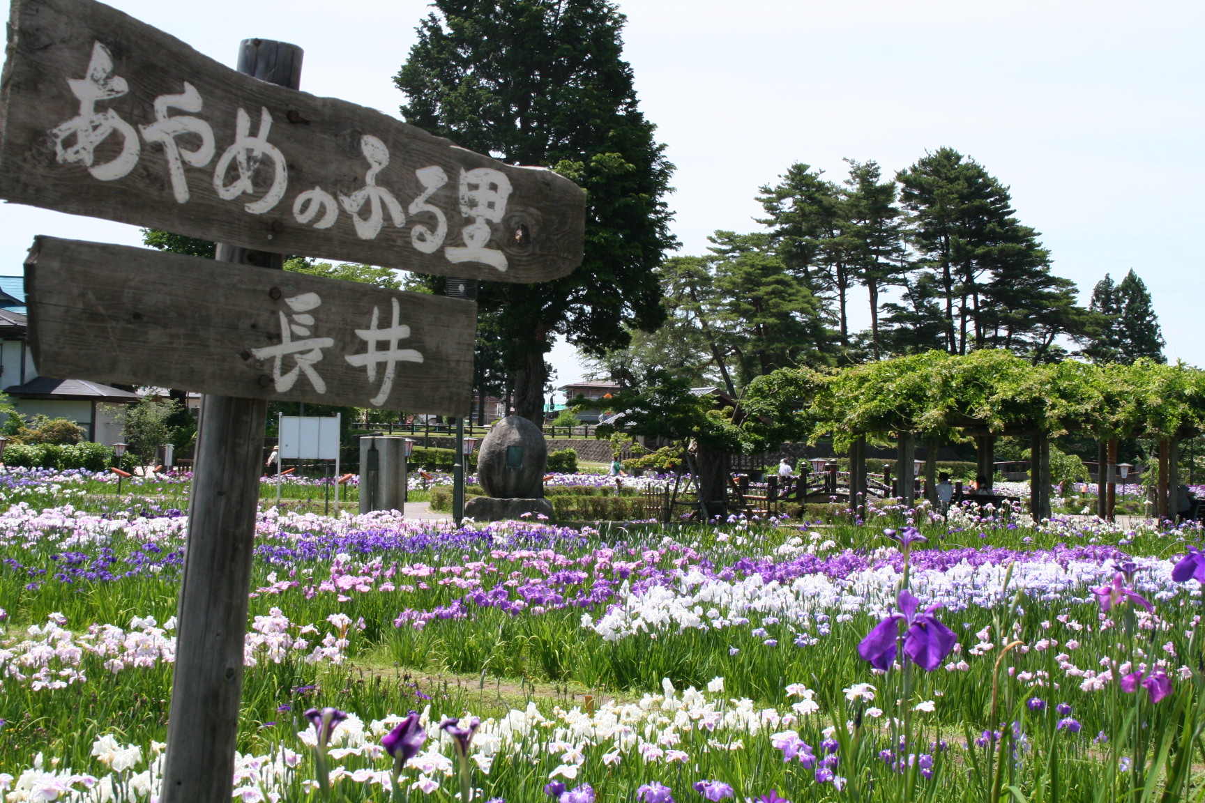 あやめ公園アルバム 長井市ホームページ