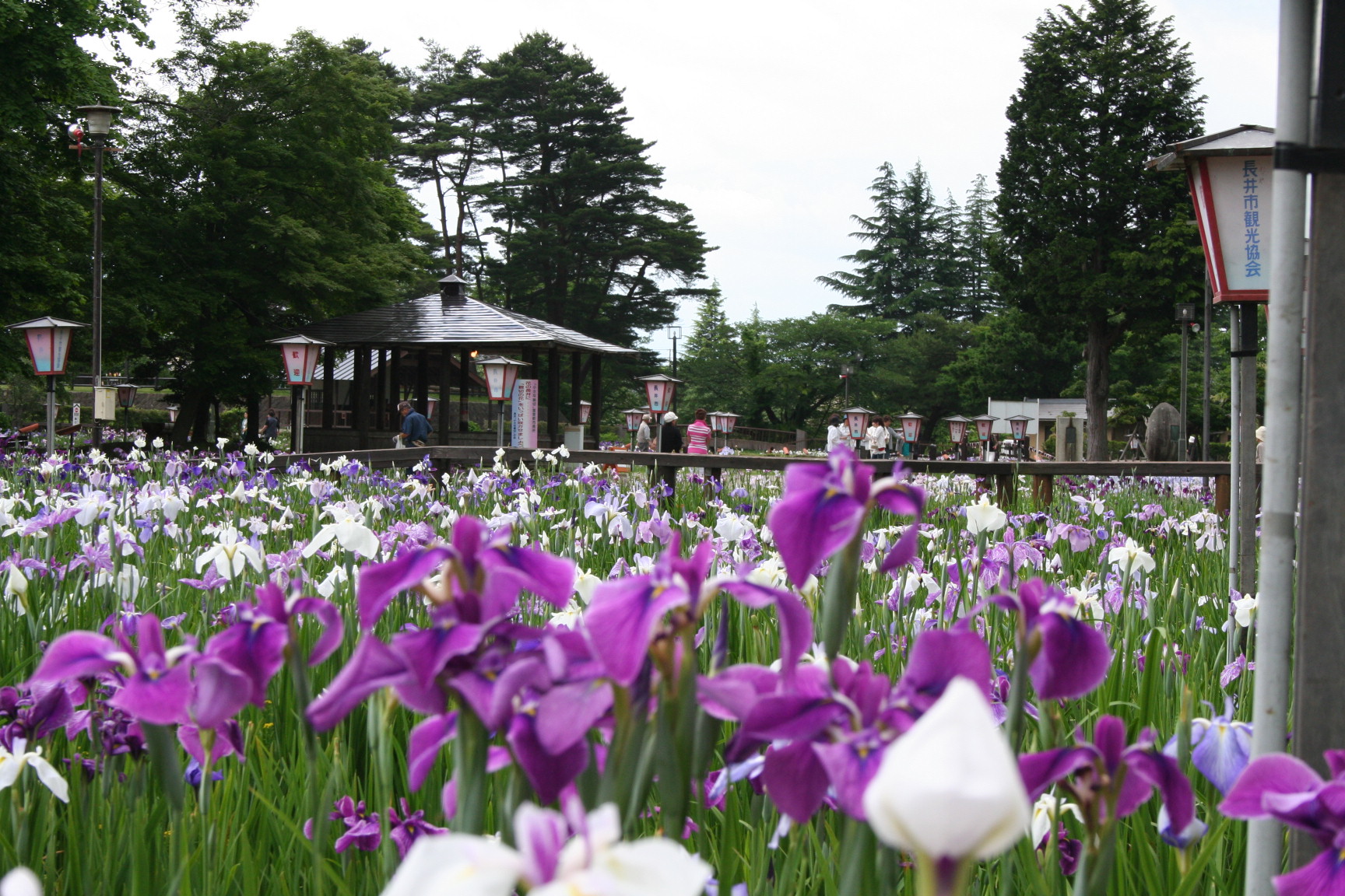 あやめ公園アルバム 長井市ホームページ