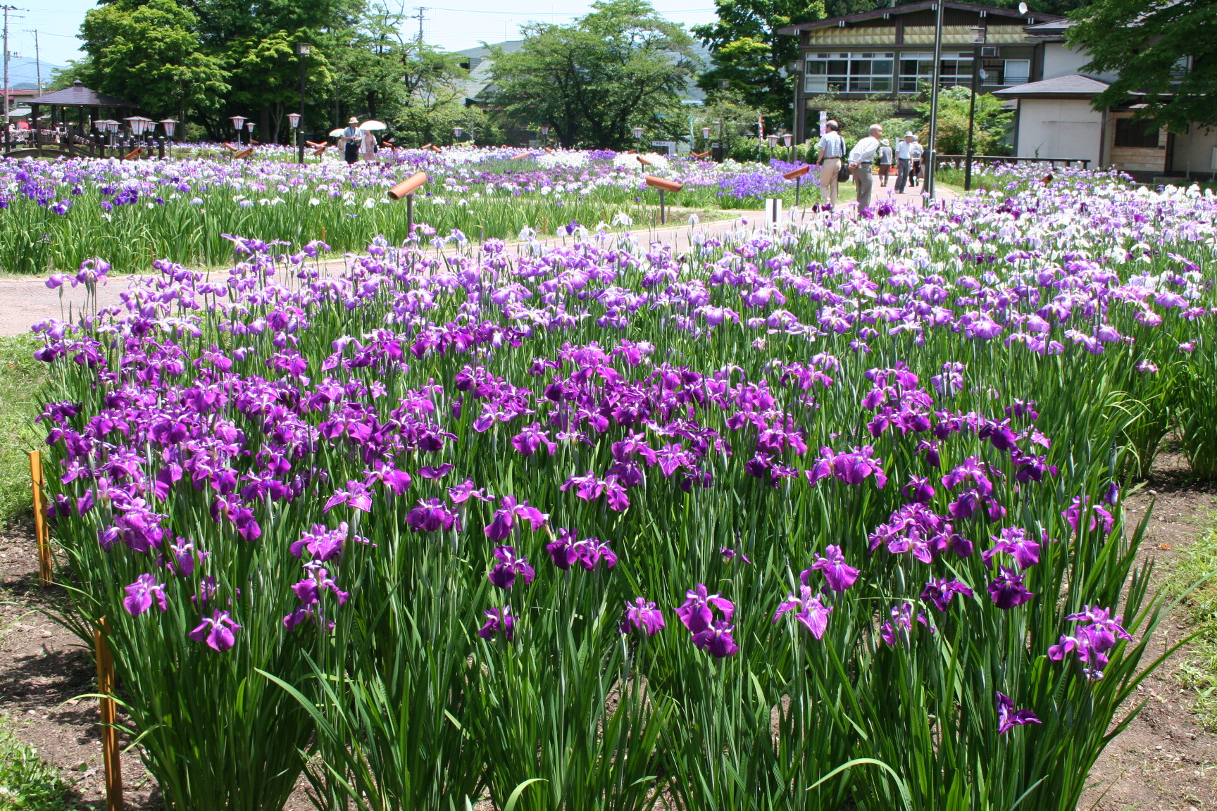 あやめ公園アルバム 長井市ホームページ