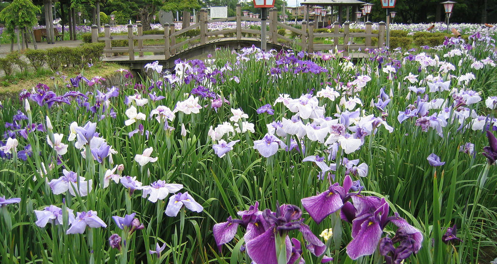 あやめ公園の風景