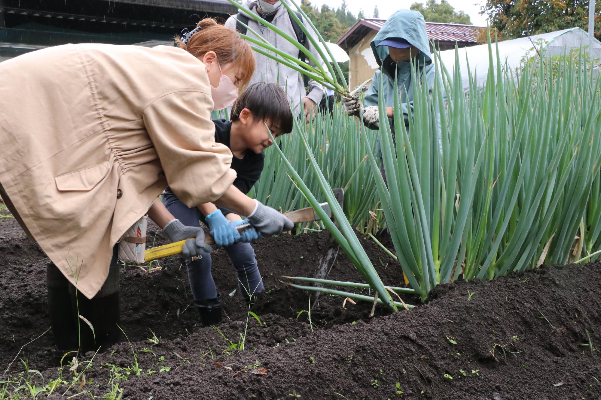 ねぎ畑で収穫体験