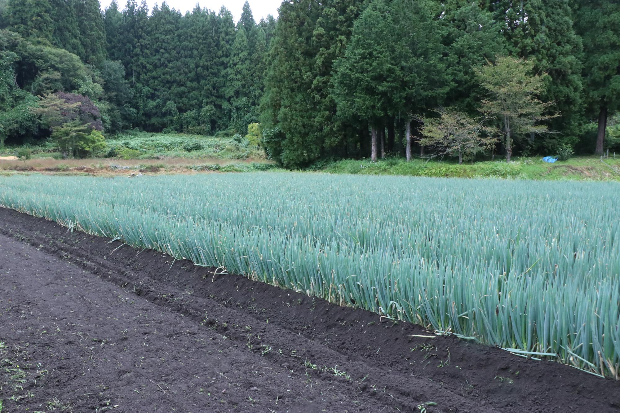 ねぎ畑