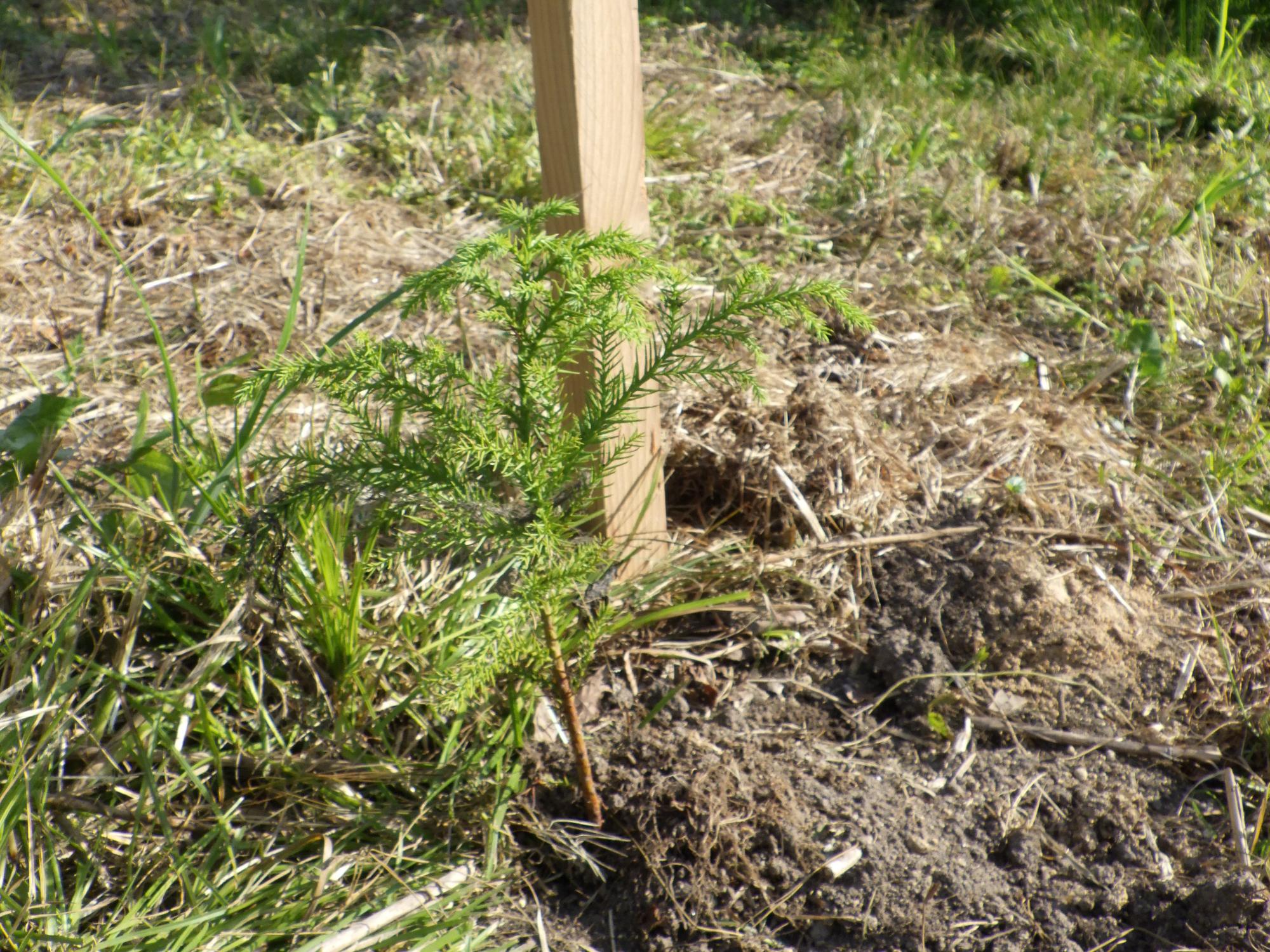 植樹したスギ苗木