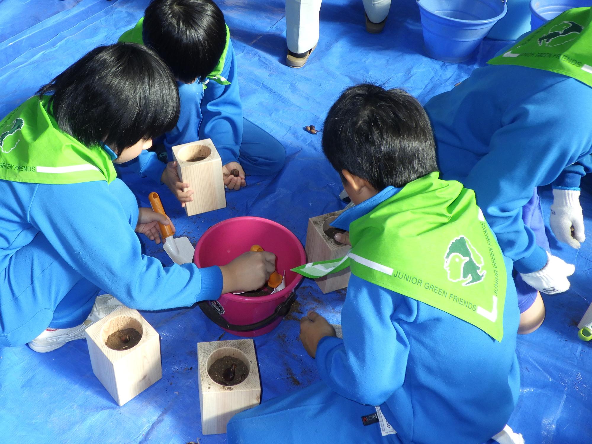 どんぐりのポット植え