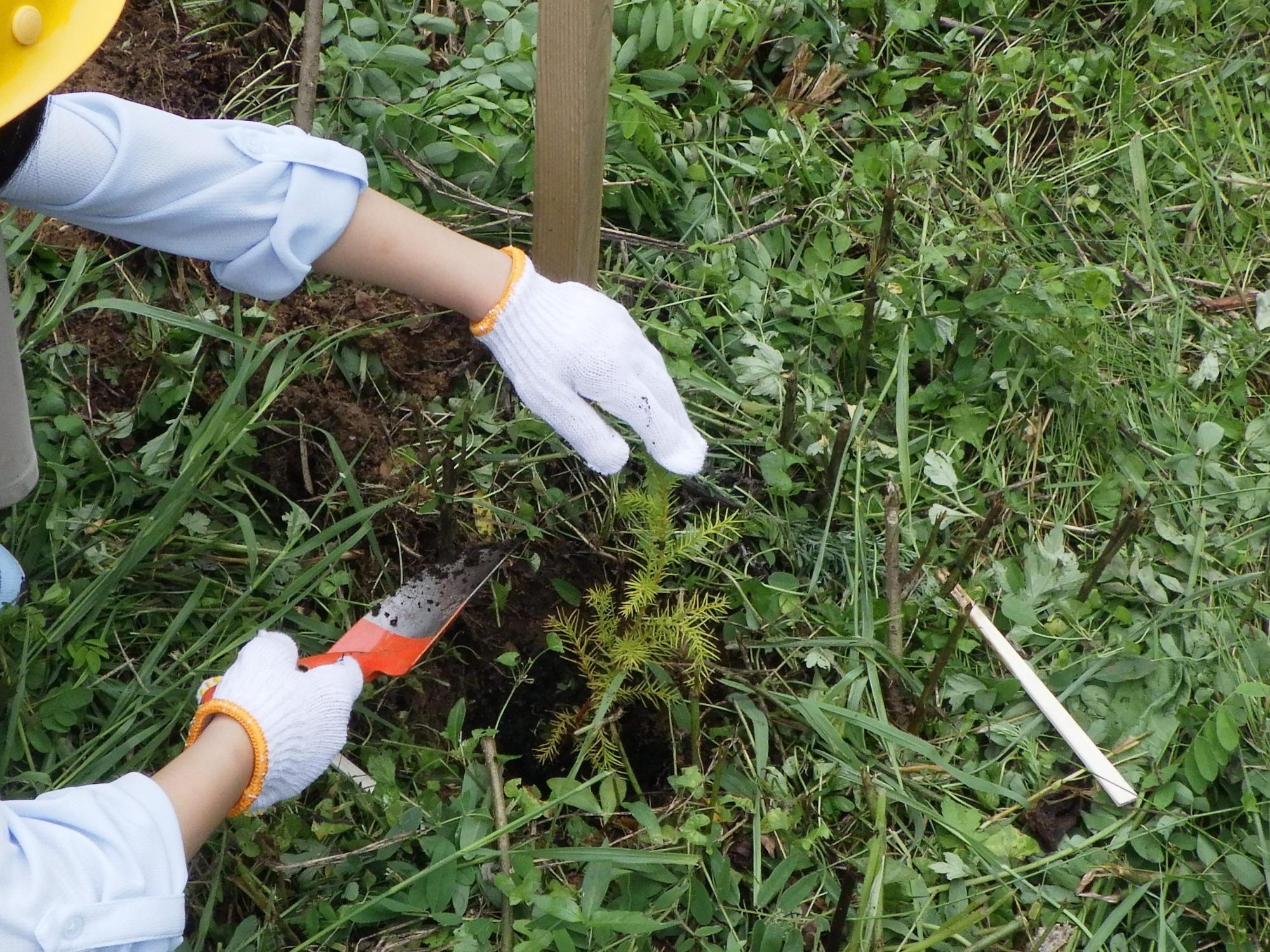 平野小学校緑の少年団によるスギ苗の植樹