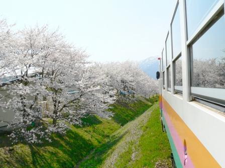 フラワー長井線の車窓から見た桜景色の写真