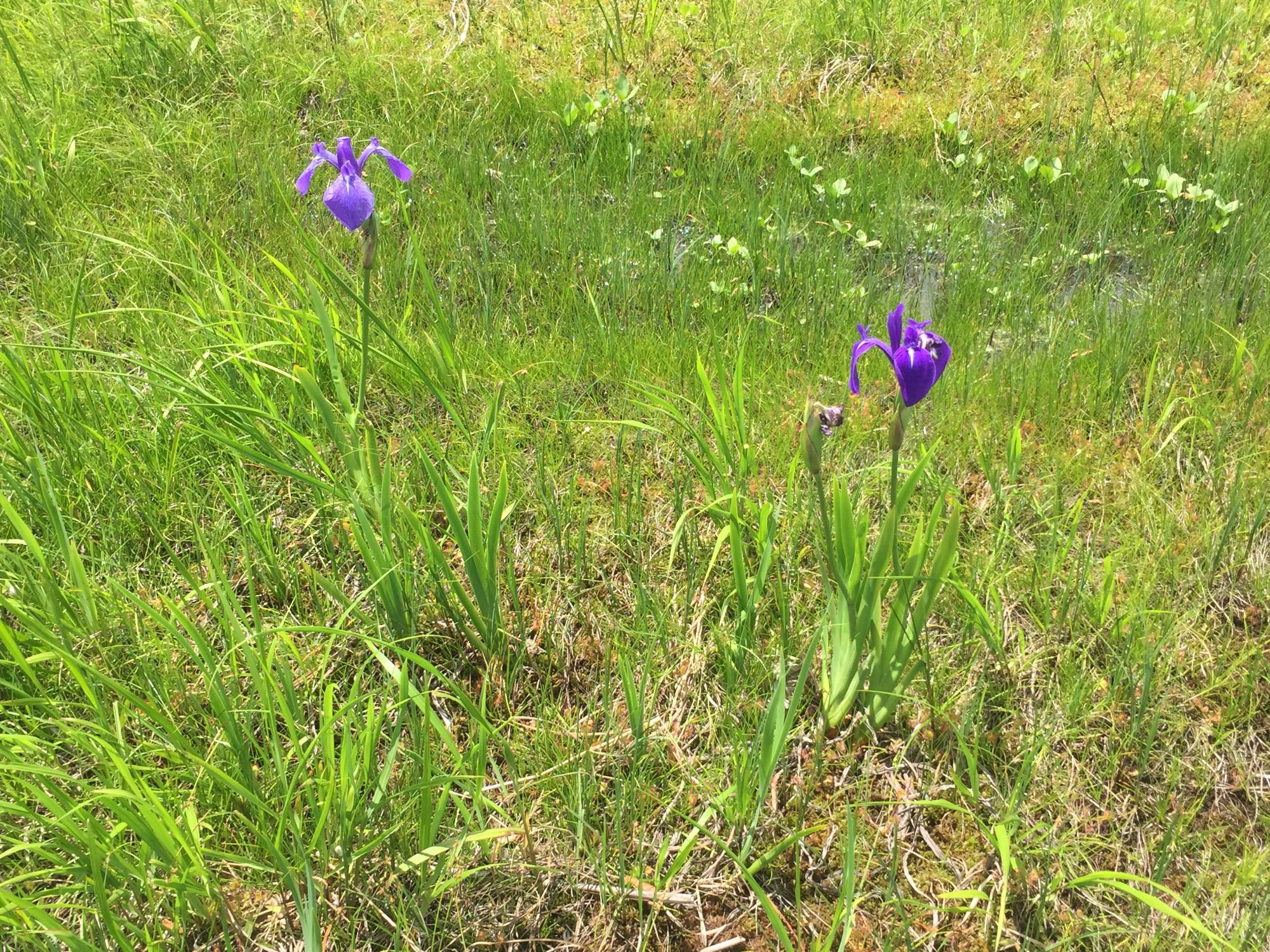 カキツバタ