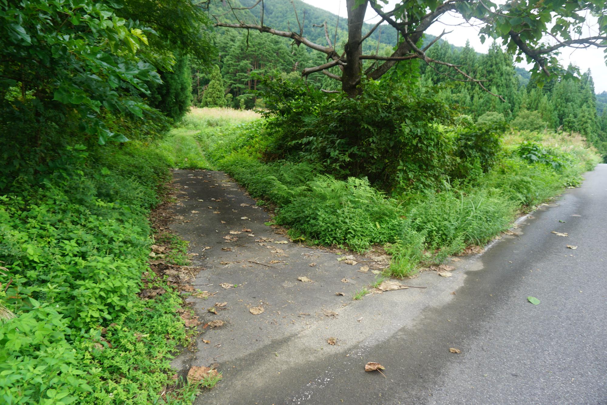 登山口への林道