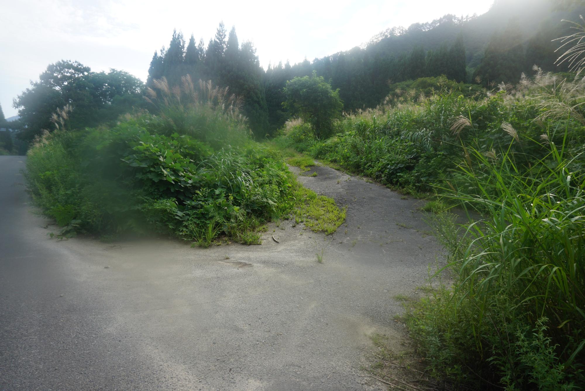 登山口への林道2