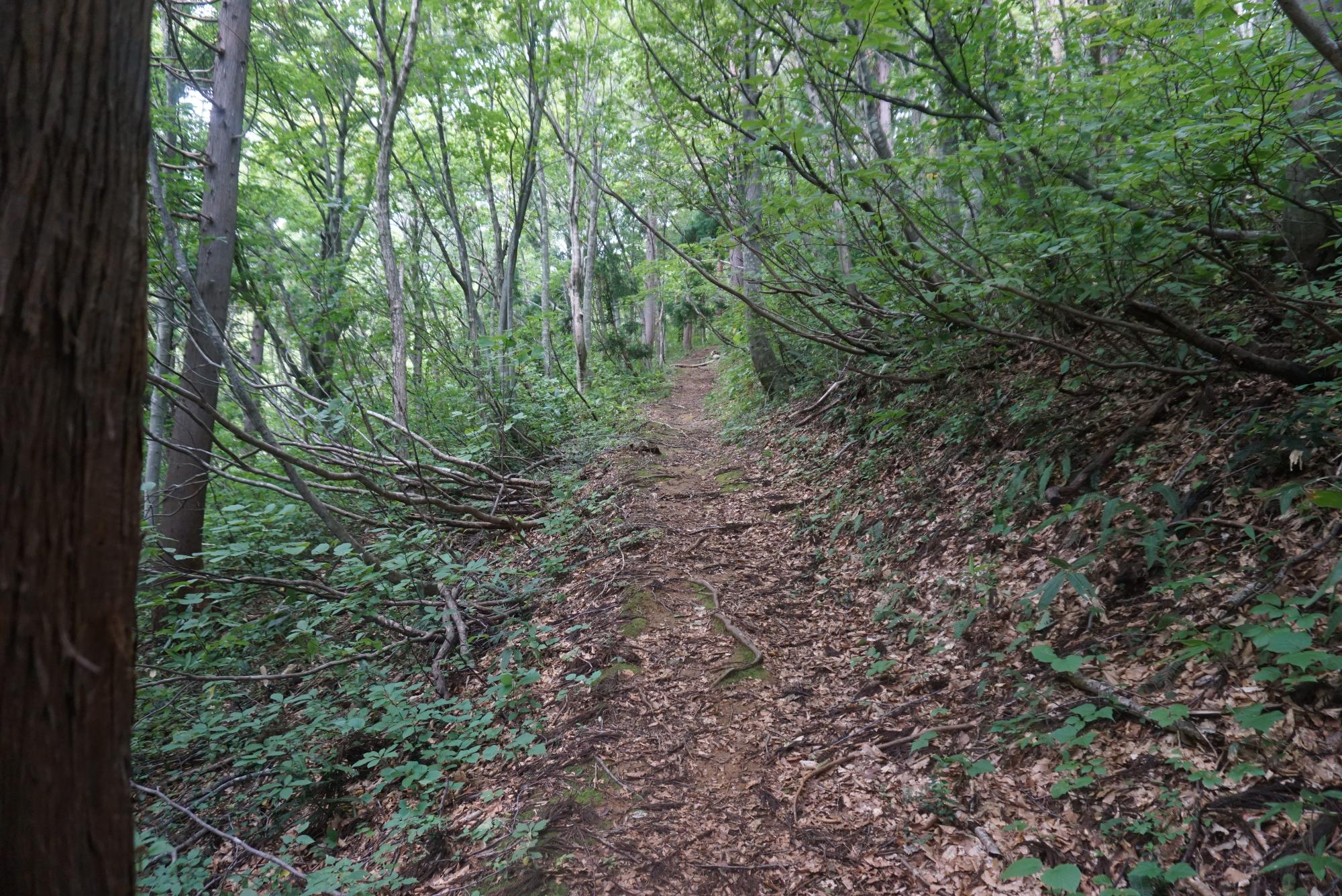 オケサ堀からの登山道