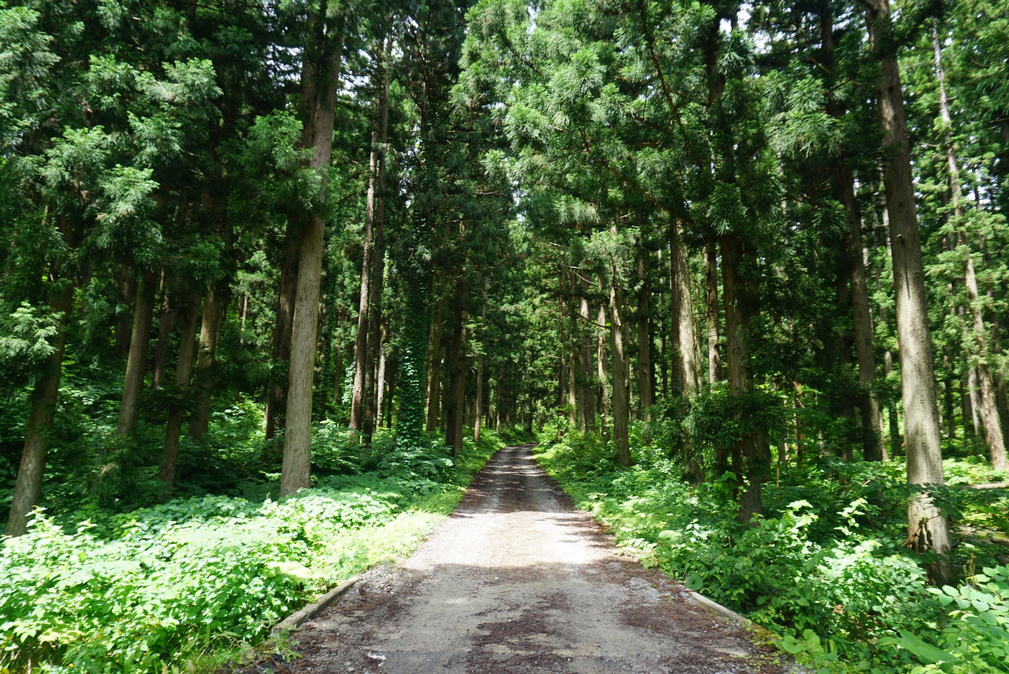 葉山森林公園から葉山神社へ