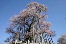 久保桜の景観を映した写真
