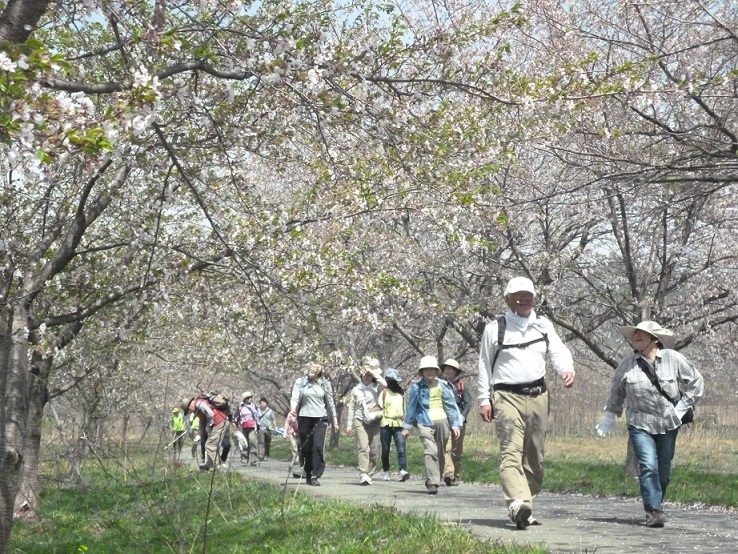 葉桜になった桜並木の続く小道を参加者の方々が歩いている写真
