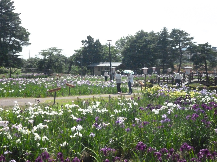 白や紫色のあやめの花が公園一面に咲いているあやめ公園の写真