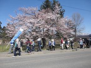 歌丸地区桜