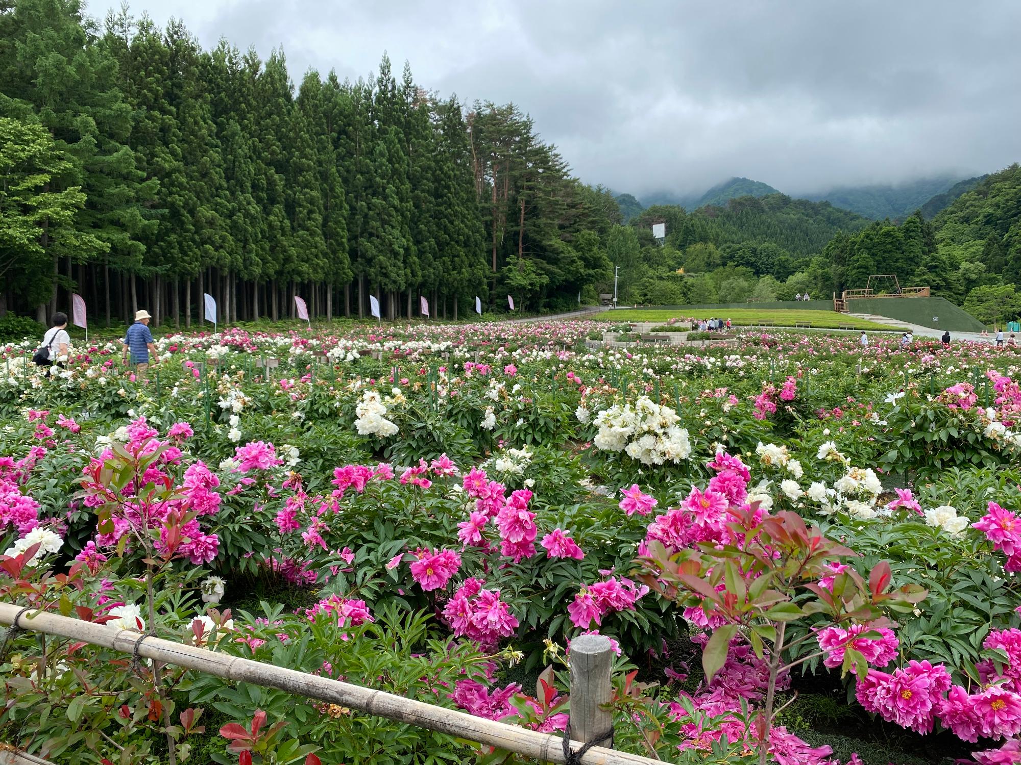 濃いピンク色や白色のしゃくやくの花が一面に咲いているながいピオニーの森の全体の様子の写真