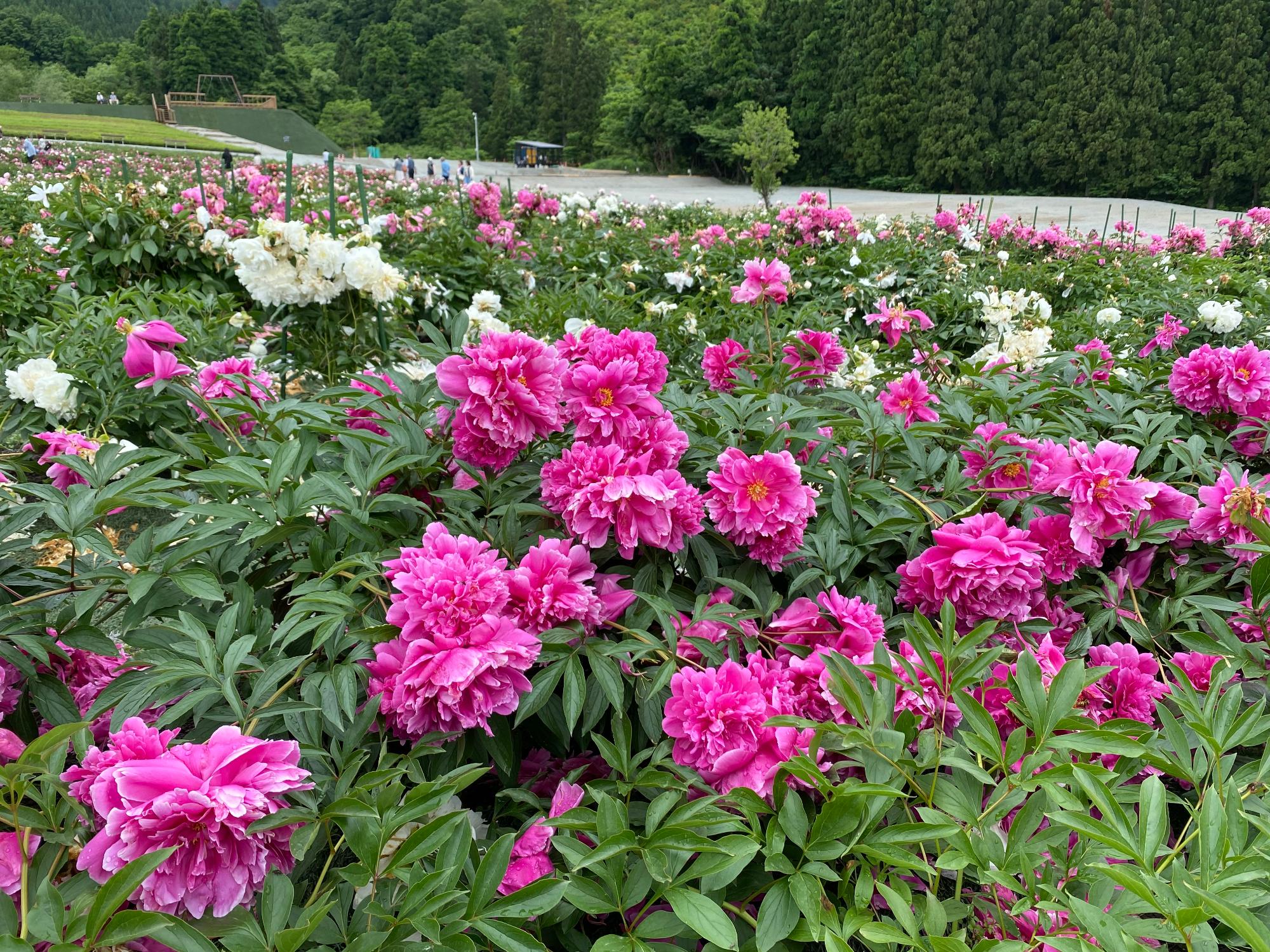 ピンク色のシャクヤクの花を近くから写した写真