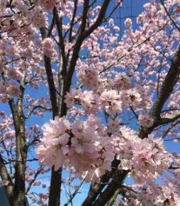 豊田の桜