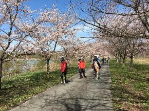 ピンク色の花が咲く桜並木の小道を参加者の方々が歩いている白川フットパスの様子の写真