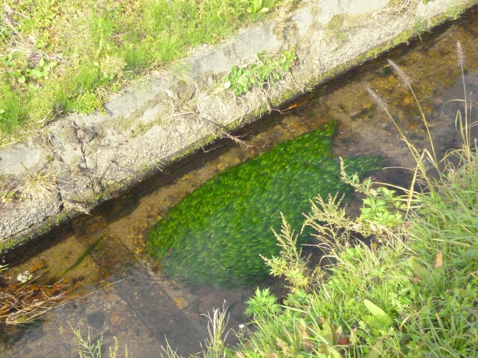 用水路の水の中で、束になって生えている緑色の梅花藻の写真