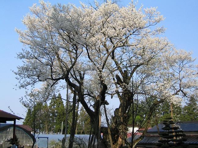 草岡の大明神桜の写真