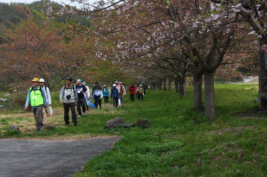 最上川発祥の地の桜並木の写真