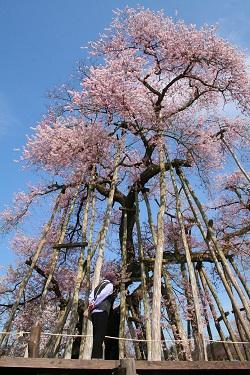 伊佐沢の久保桜の写真