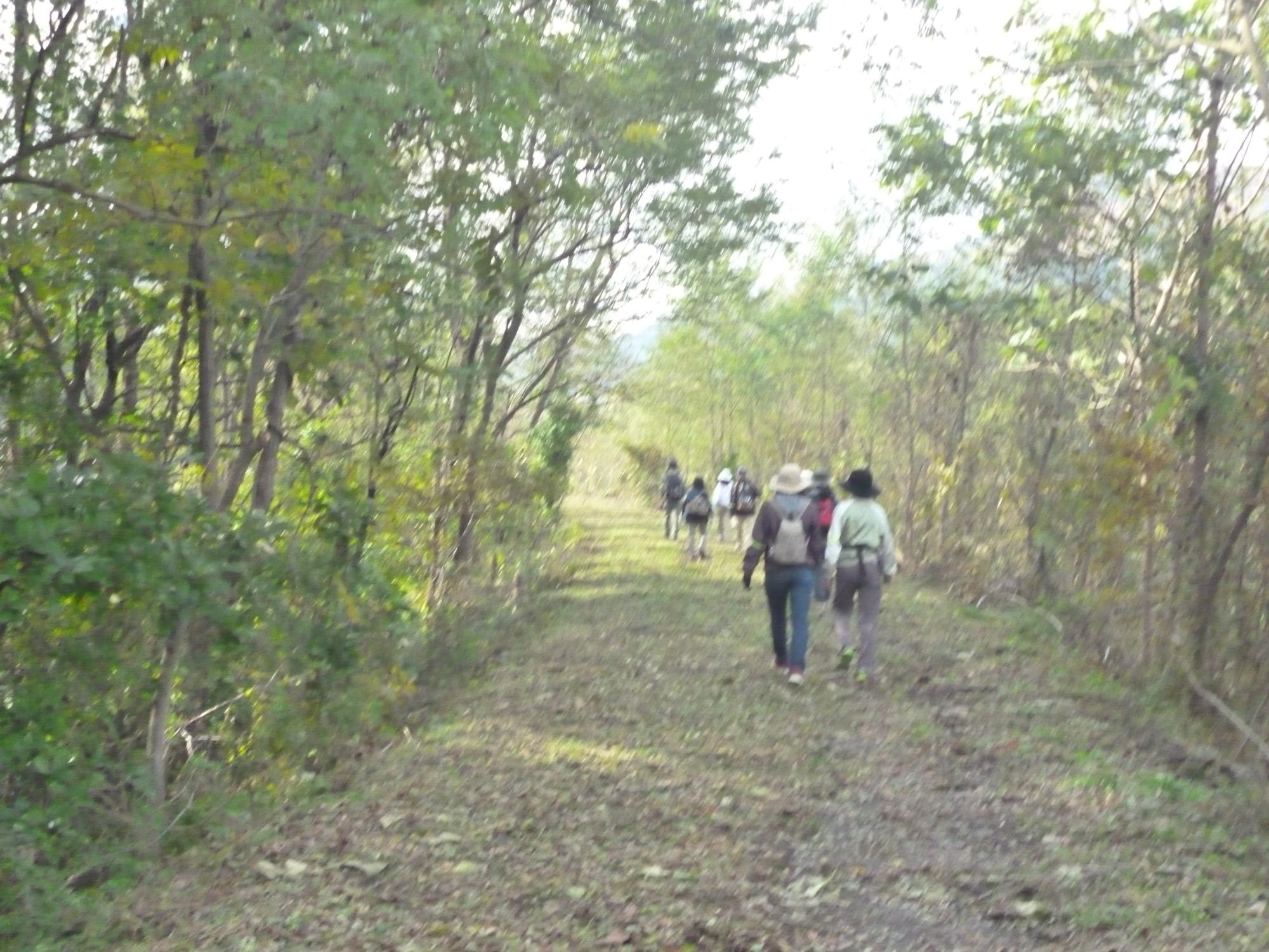両側に木が植えられた舗装されていない道を参加者の方々が歩いている様子を後方より写した写真