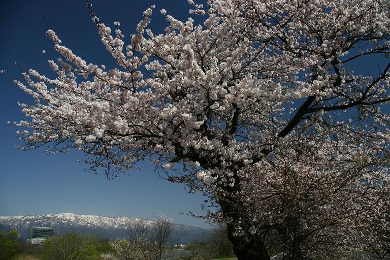 最上川千本桜の写真
