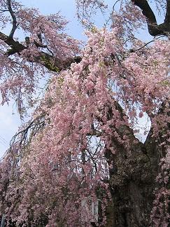 白兎のしだれ桜の写真