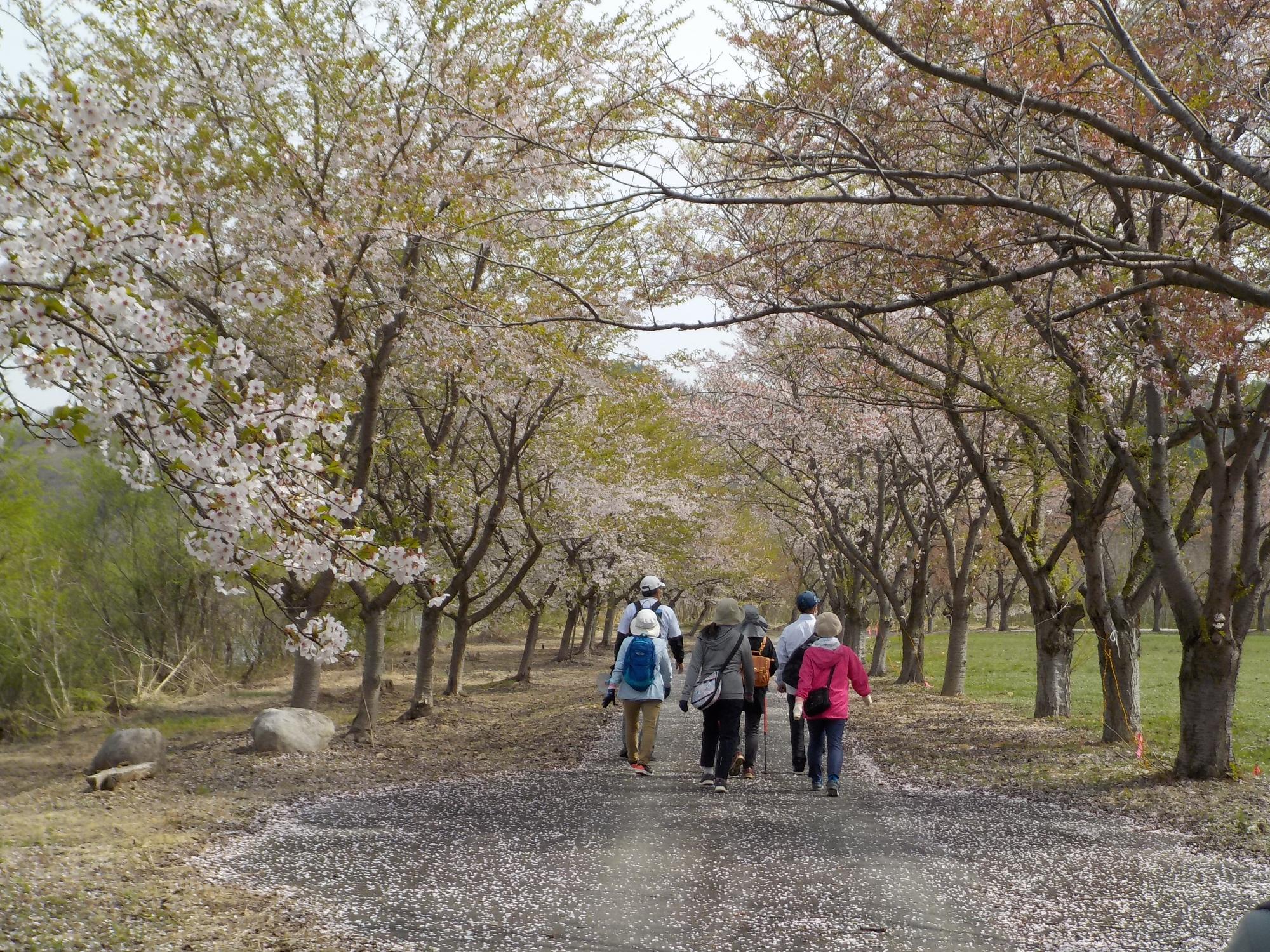 右側に木々がある道路を参加者の方々が歩いている様子を写真