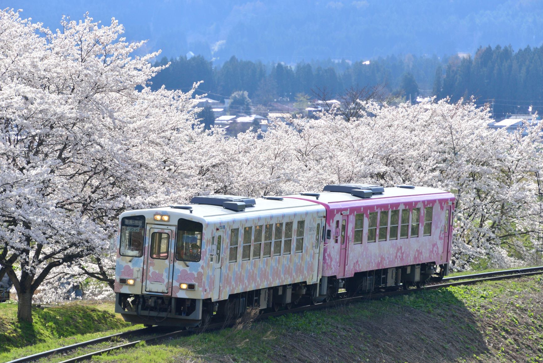 南陽桜号と満開の桜