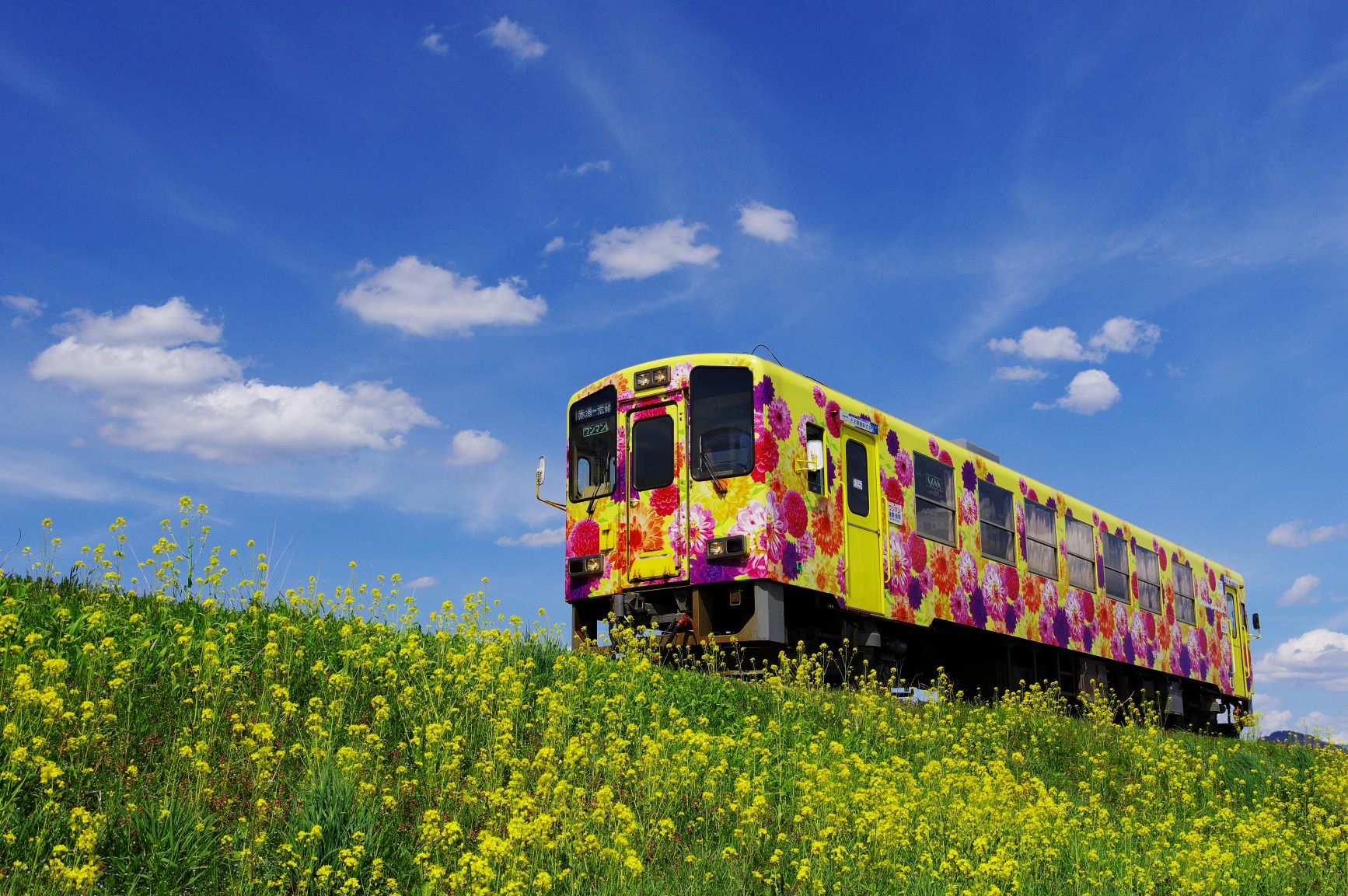 一面に黄色の菜の花が咲いており、黄色地の車両に沢山のダリアが描かれている川西ダリア号が走っている写真