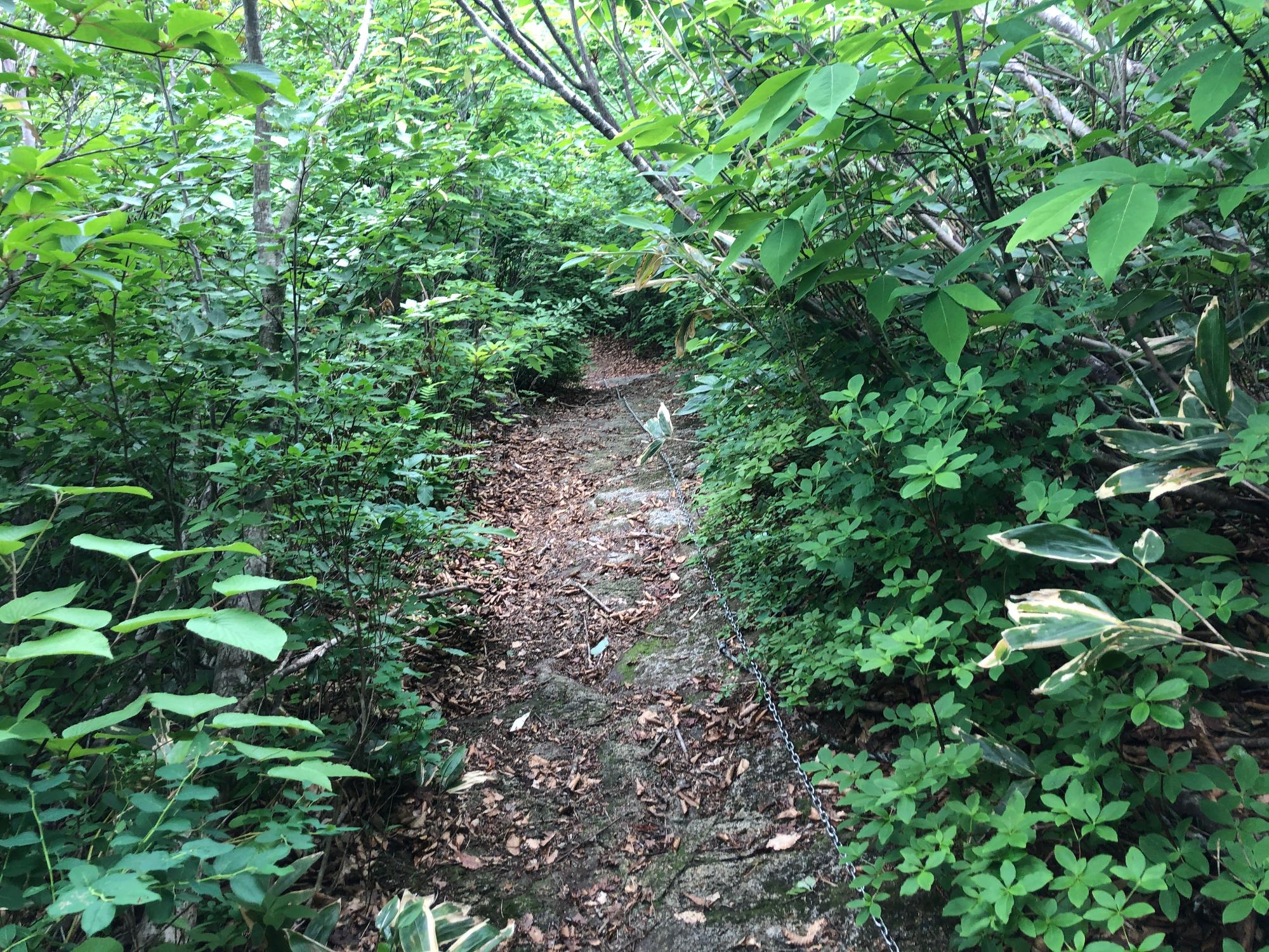 赤鼻から桑住平への下山路